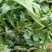 【5斤35元包邮】现挖新鲜野生荠菜野菜野生菜