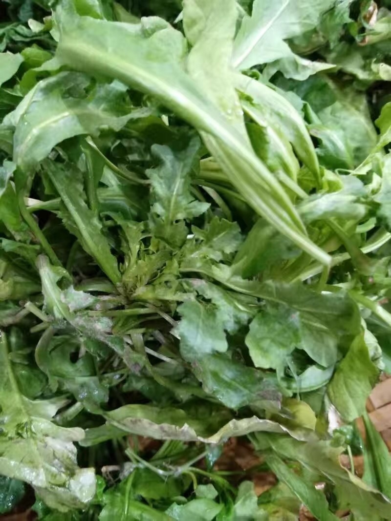 【5斤35元包邮】现挖新鲜野生荠菜野菜野生菜
