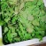 【5斤35元包邮】现挖新鲜野生荠菜野菜野生菜