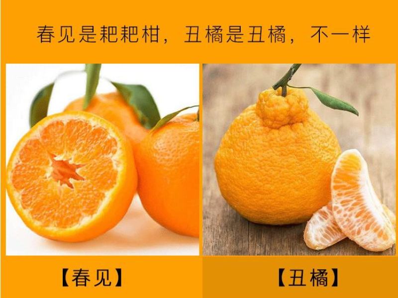 四川蒲江春见耙耙柑原产地发货当季整箱柑橘丑橘包邮一件代发