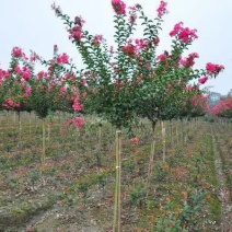 紫薇树苗白日红红火箭小苗3/5/6~15公分紫薇价格
