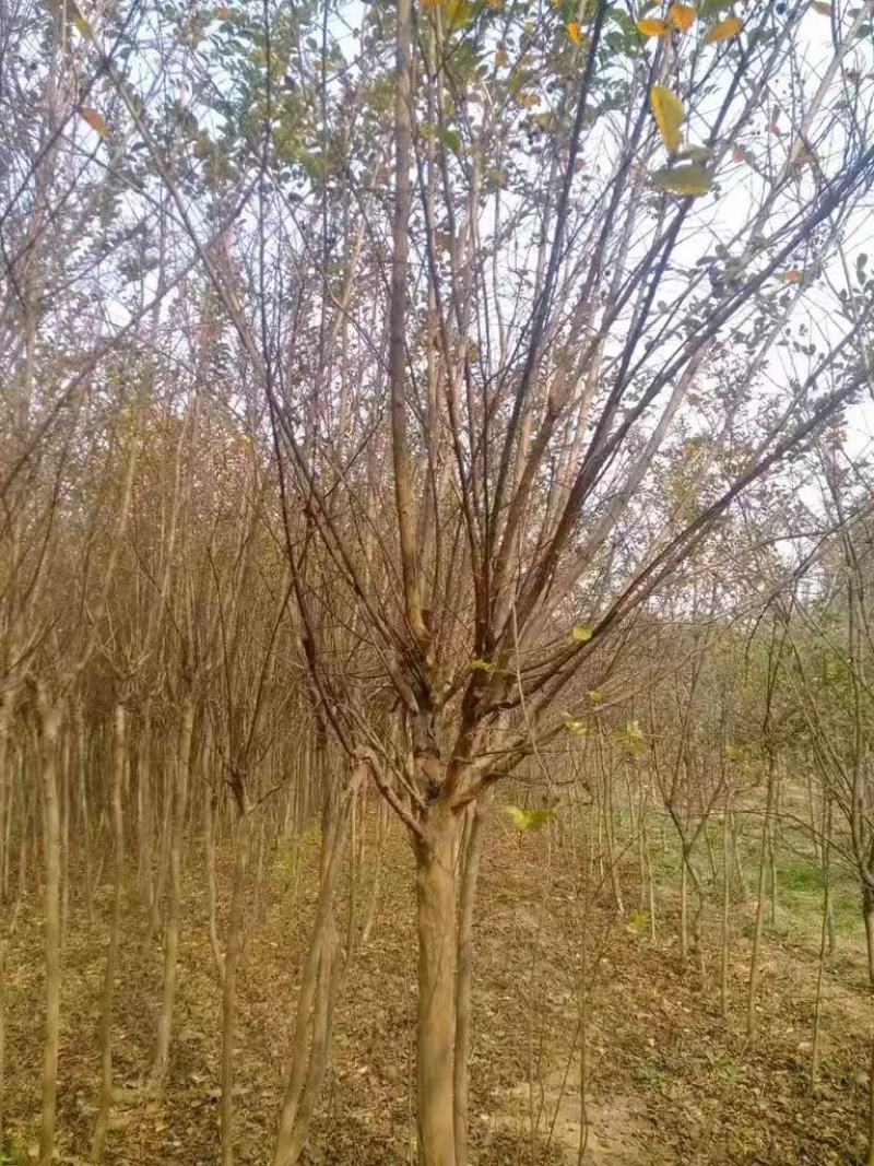 紫薇树苗白日红红火箭小苗3/5/6~15公分紫薇价格