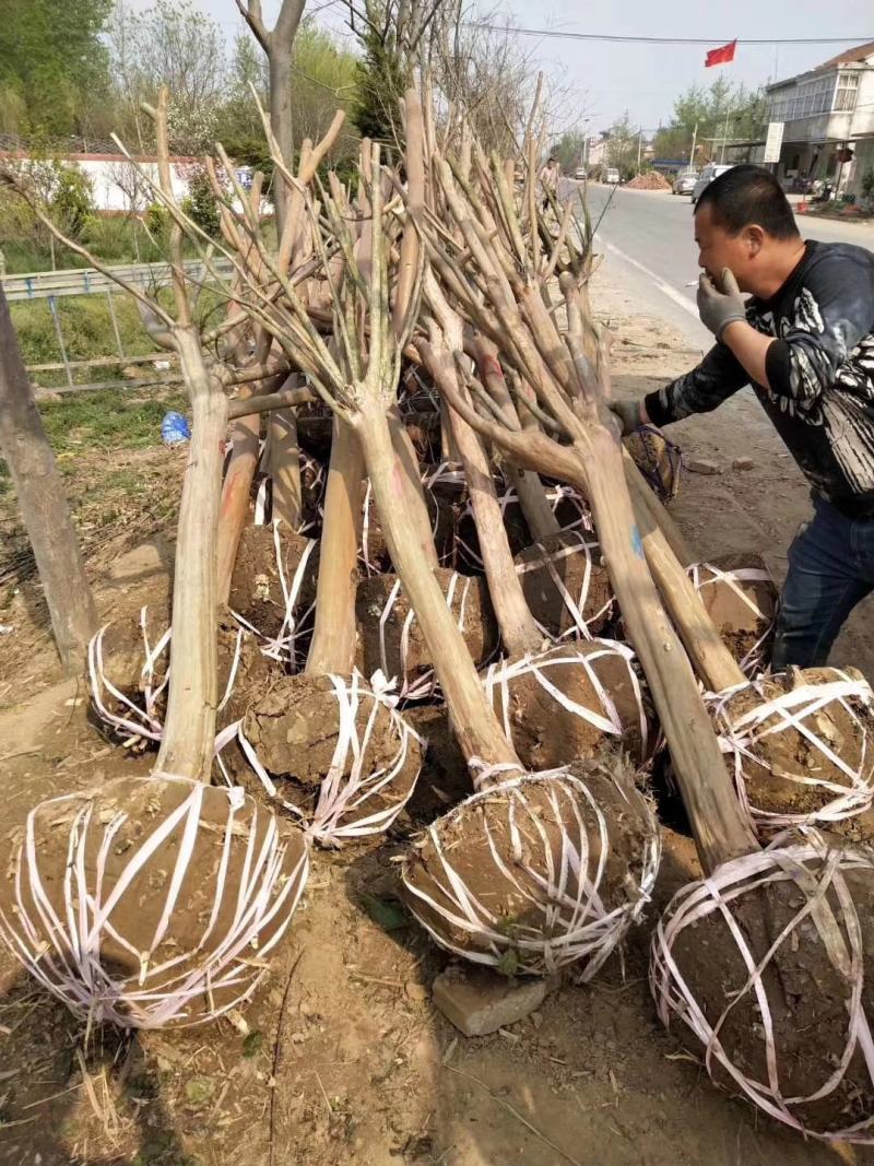 紫薇树苗白日红红火箭小苗3/5/6~15公分紫薇价格
