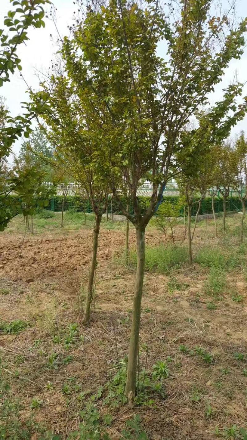 紫薇树苗白日红红火箭小苗3/5/6~15公分紫薇价格