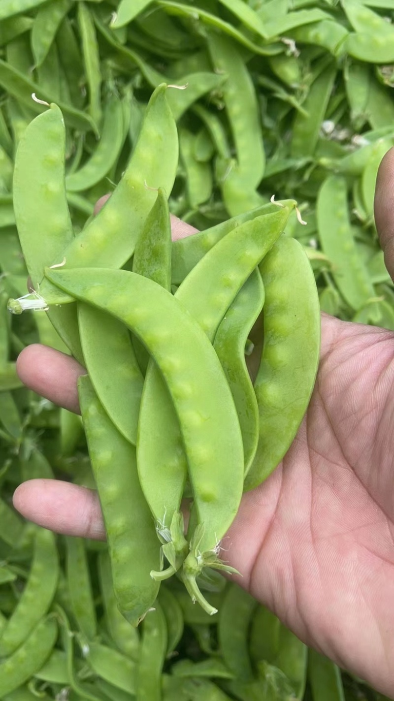新苗荷兰豆，