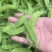 新苗荷兰豆，