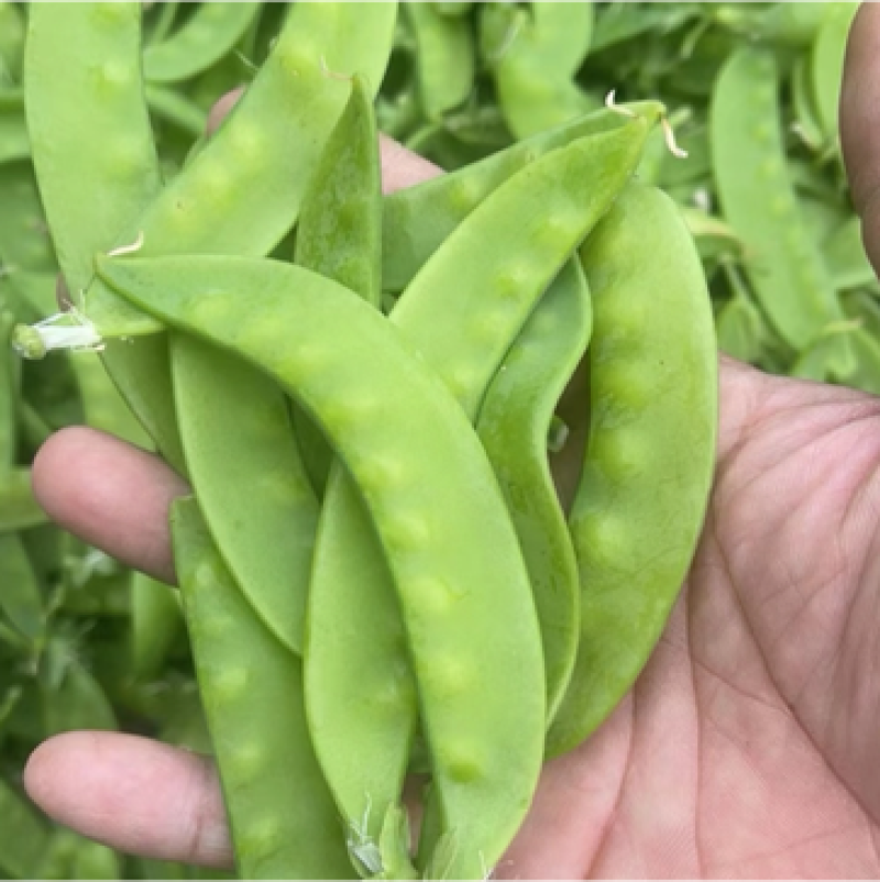 新苗荷兰豆，
