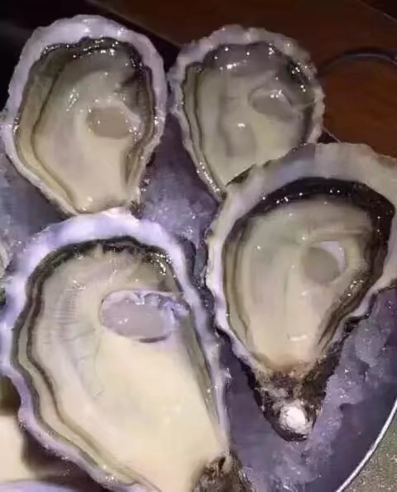 乳山牡蛎/生蚝/二倍体/三倍体养殖销售一体化批发一件代发