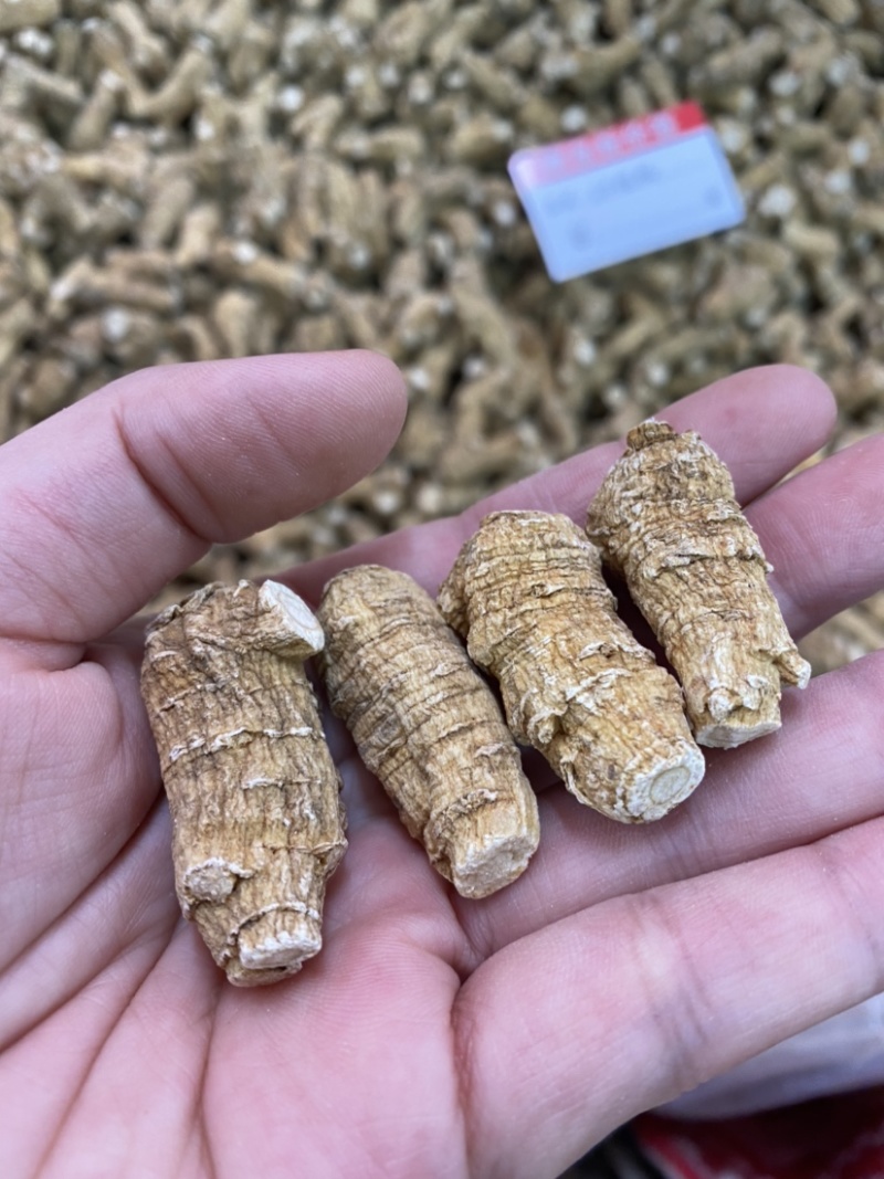 西洋参西洋参粒头各种规格产地直销一件代发