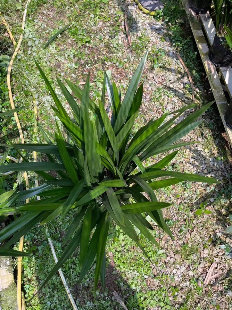 墨兰a级，有需要的联系