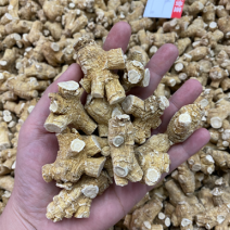 西洋参西洋参粒头各种规格产地直销一件代发