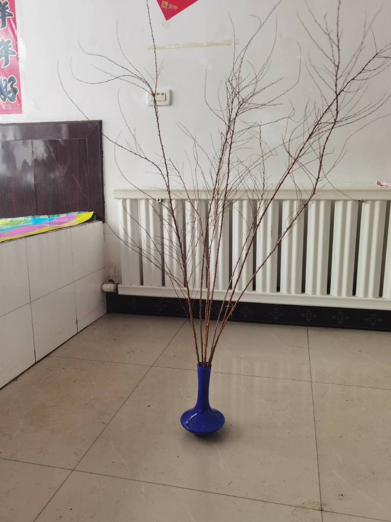 [热卖]辽宁铁岭雪柳种苗干枝雪柳喷雪花产地直发