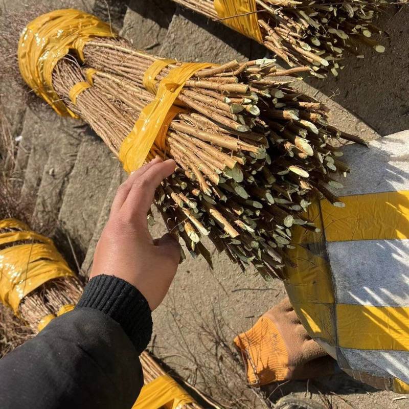 [热卖]辽宁铁岭雪柳种苗干枝雪柳喷雪花产地直发