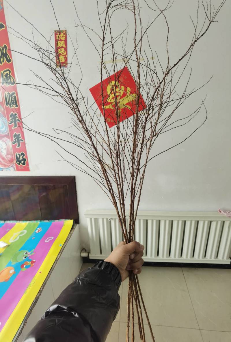 [热卖]辽宁铁岭雪柳种苗干枝雪柳喷雪花产地直发