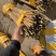 [热卖]辽宁铁岭雪柳种苗干枝雪柳喷雪花产地直发
