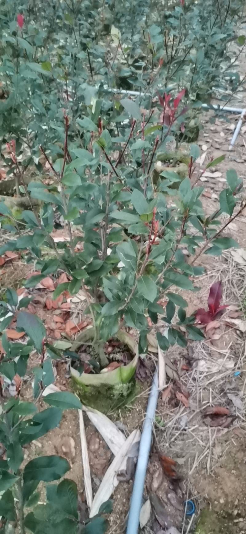红叶石楠篱笆苗苗