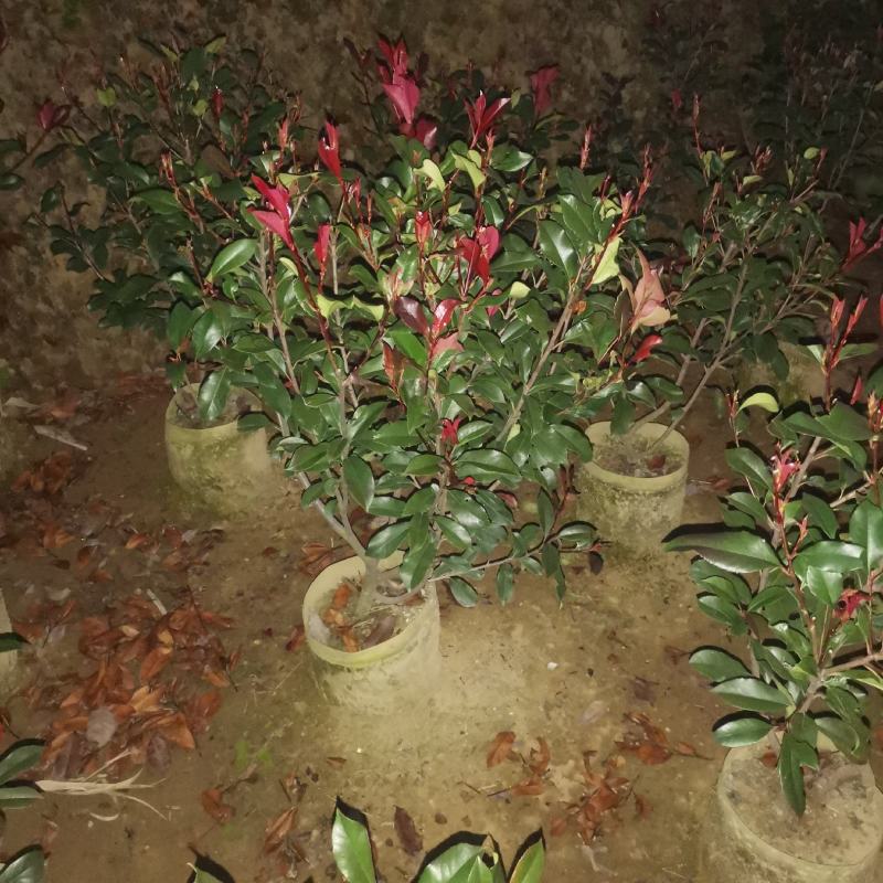 红叶石楠篱笆苗苗