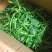 【5斤35元包邮】野生面条菜羊蹄草野菜