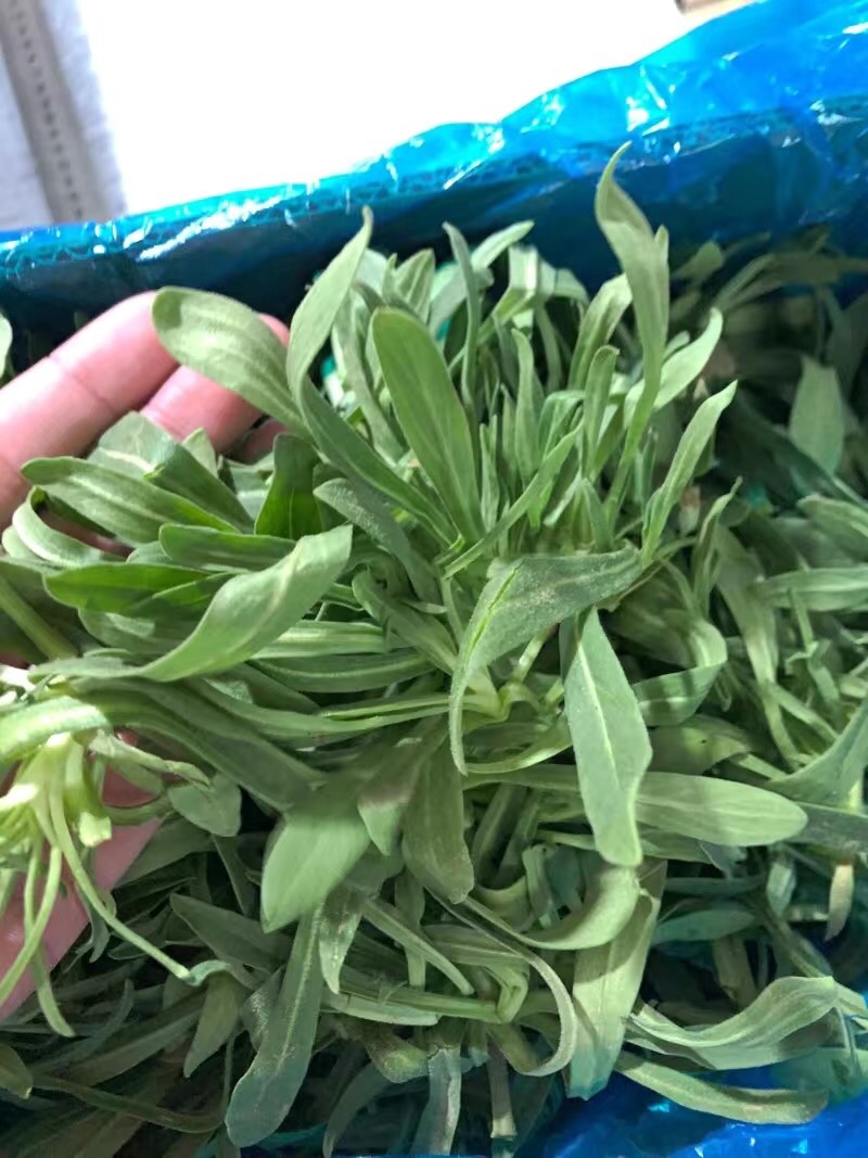 【5斤35元包邮】野生面条菜羊蹄草野菜