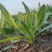 【5斤35元包邮】野生面条菜羊蹄草野菜