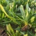 【5斤35元包邮】野生面条菜羊蹄草野菜