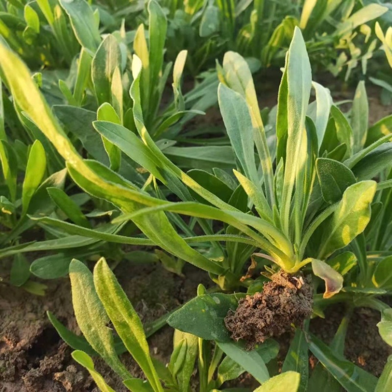 【5斤35元包邮】野生面条菜羊蹄草野菜