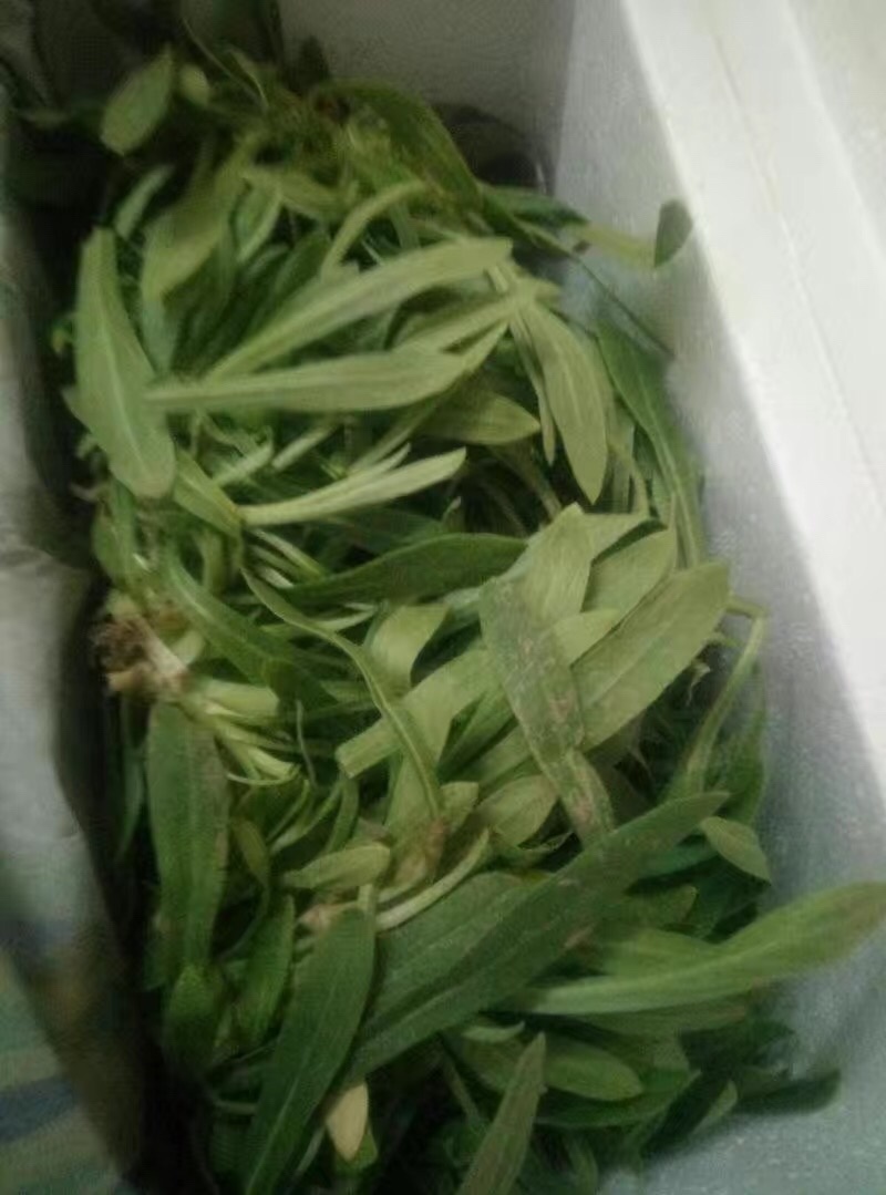 【5斤35元包邮】野生面条菜羊蹄草野菜