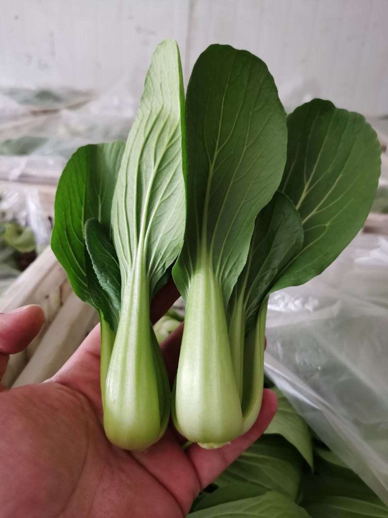 上海青五季蔬菜合作社直供