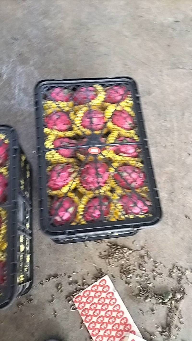 红心火龙果