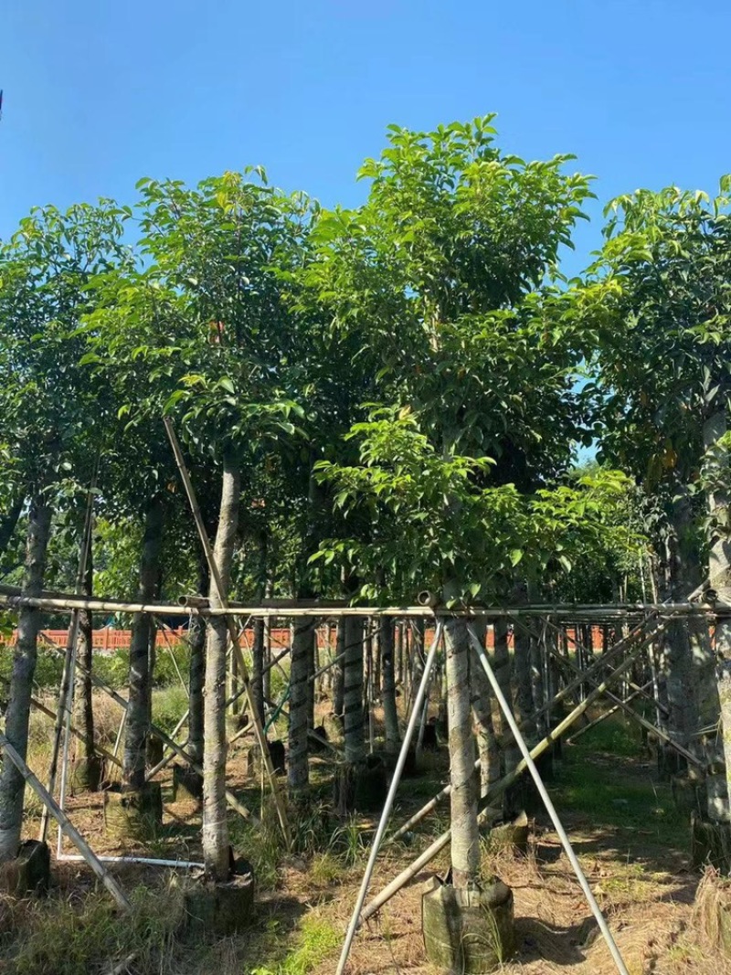 秋枫重阳木茄冬树低价出售米径3-30分