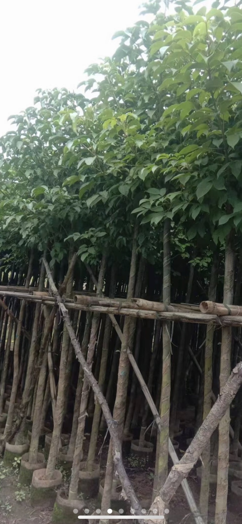 秋枫重阳木茄冬树低价出售米径3-30分