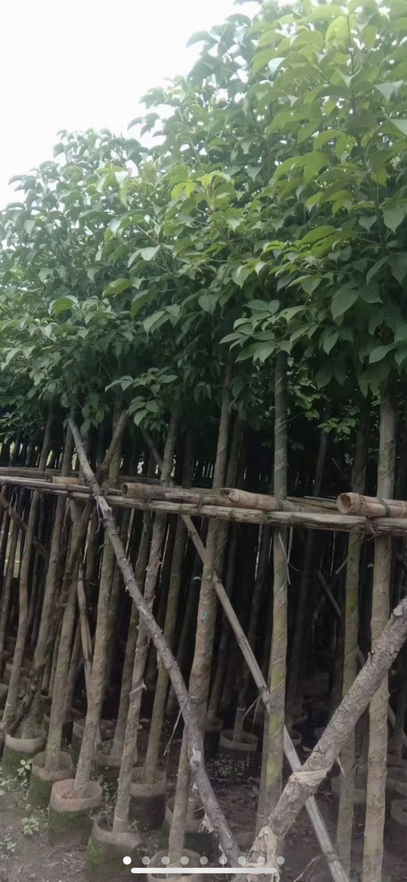 秋枫重阳木茄冬树低价出售米径3-30分