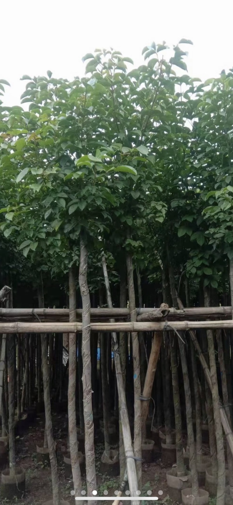 秋枫重阳木茄冬树低价出售米径3-30分