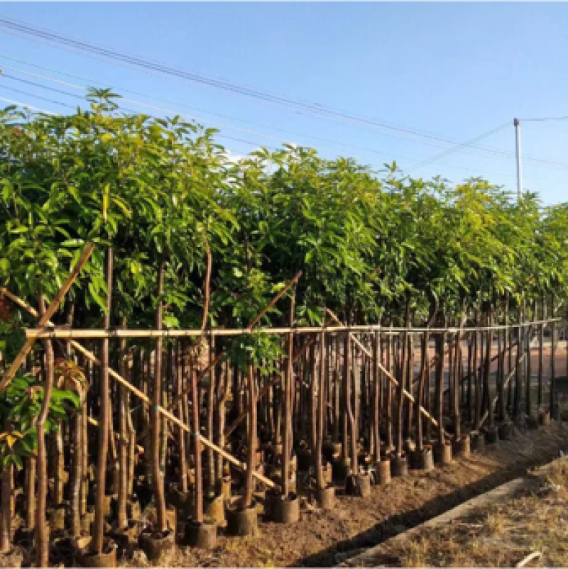 绿化芒果树