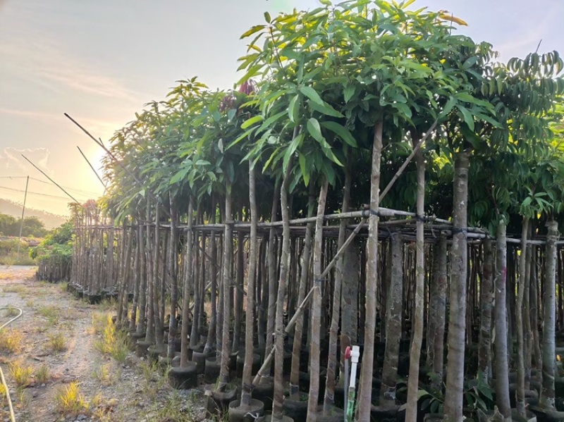 绿化芒果树