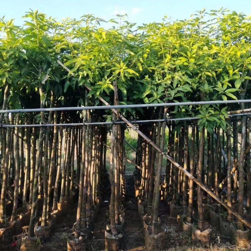 绿化芒果树