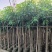 绿化芒果树