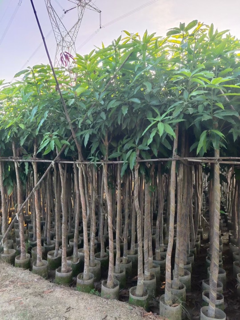 绿化芒果树