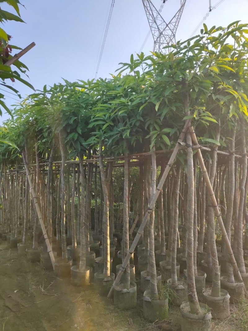 绿化芒果树