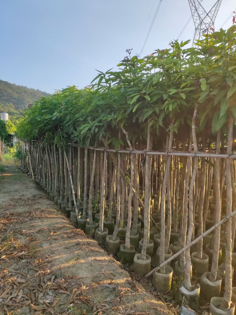 绿化芒果树