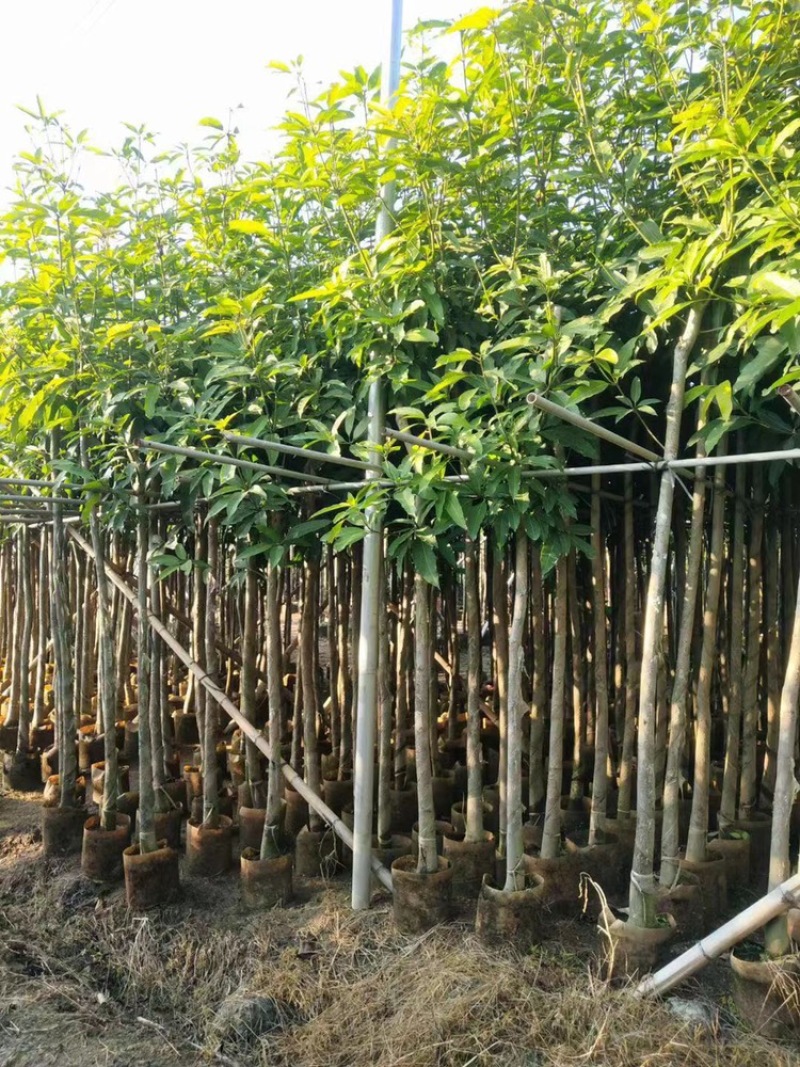 绿化芒果树