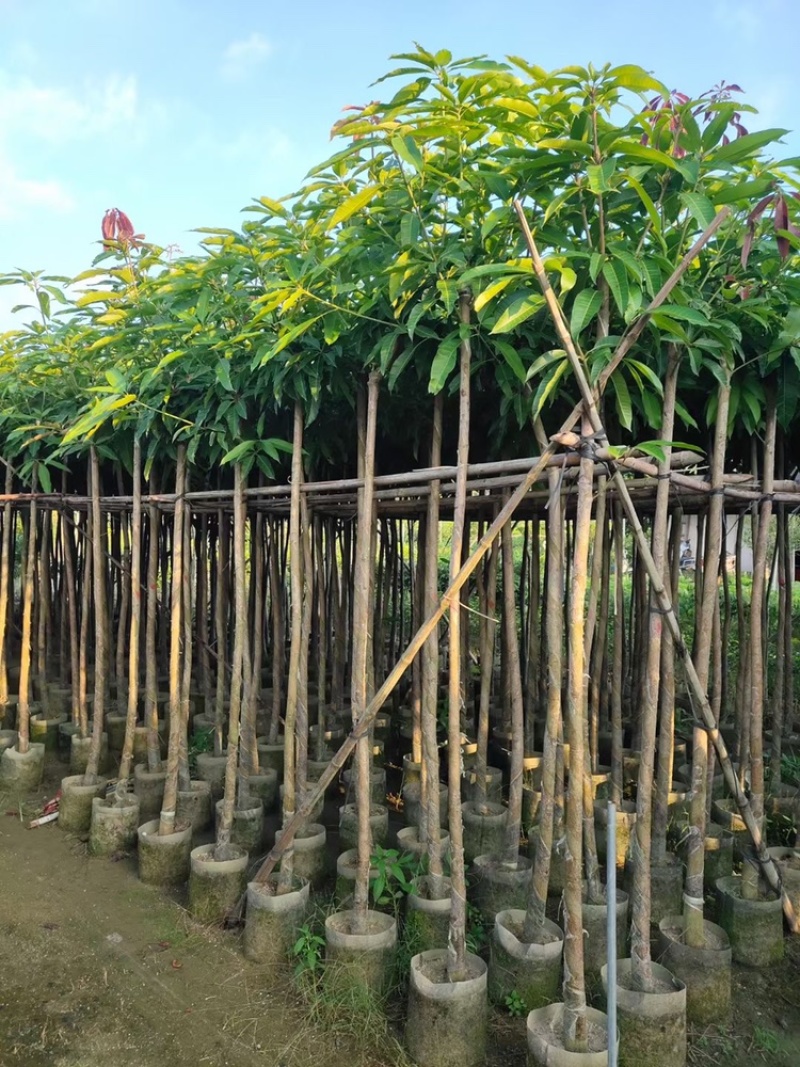 绿化芒果树