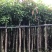 绿化芒果树