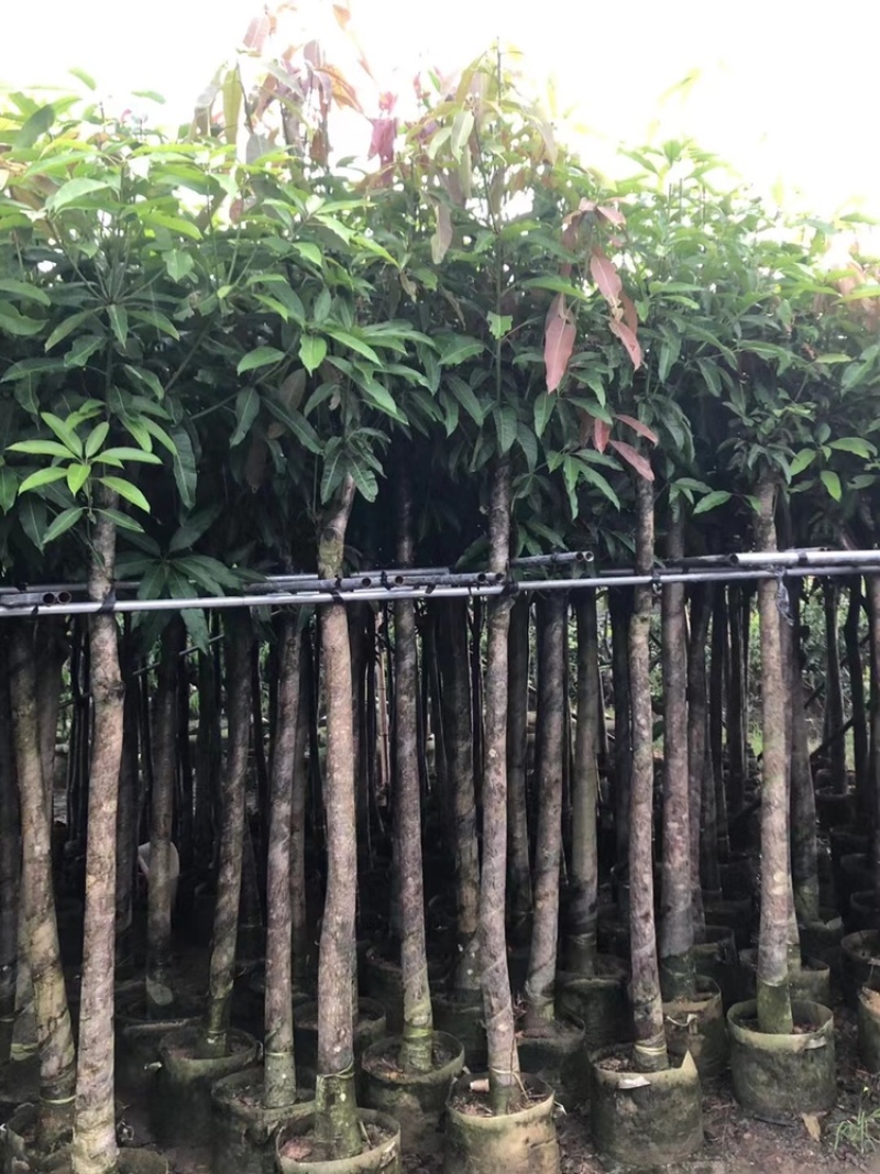 绿化芒果树