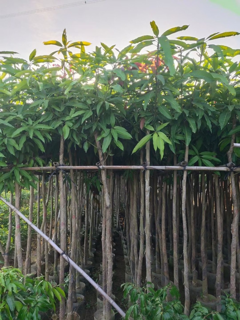 绿化芒果树