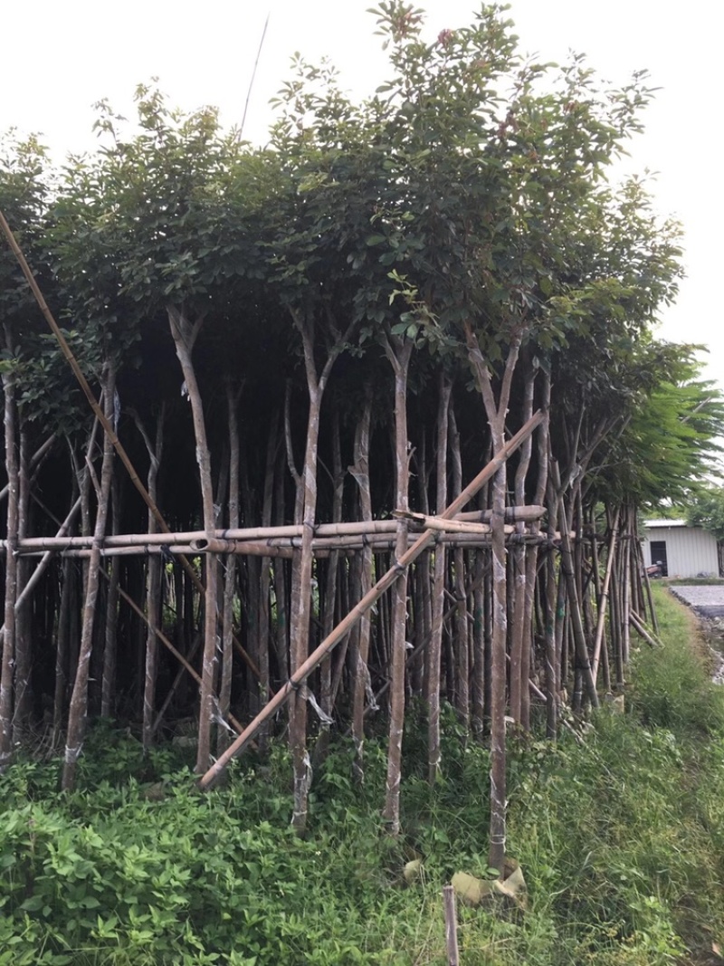 黄花风铃木低价出售3-15分