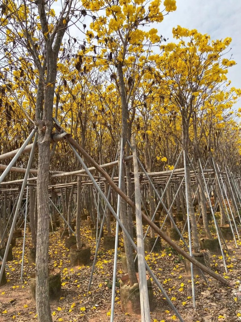 黄花风铃木低价出售3-15分