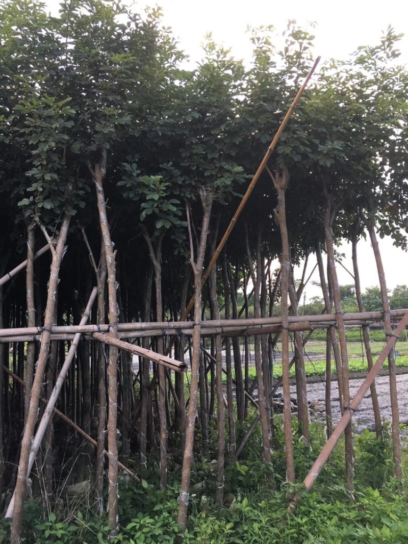 黄花风铃木低价出售3-15分