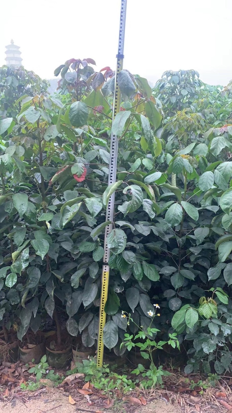 秋枫