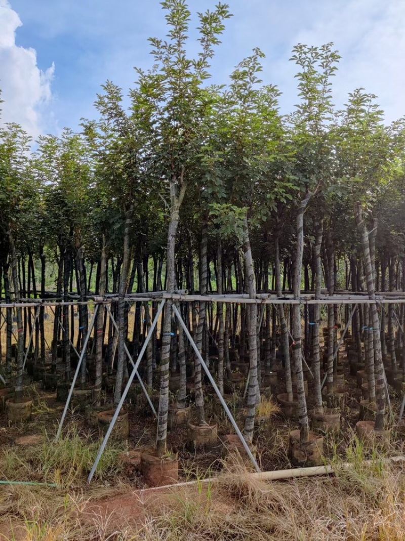 黄花风铃木低价出售3-20